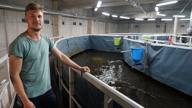 Mezdi: Lostalla – Tratga da salmuns vul engrondir