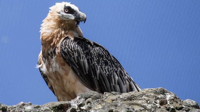 Tschess barbet. Tschess barbet.