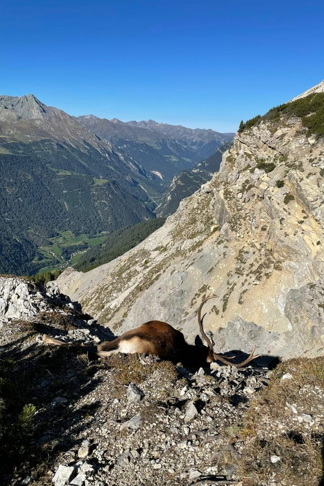 Curdin Pfister ha pudì sajettar quest bel tschierv ils 23 da settember, sin il territori da Valsot.