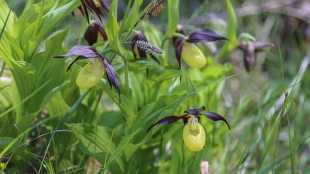 Bunura: Orchideas a Sagogn èn segn per la biodiversitad