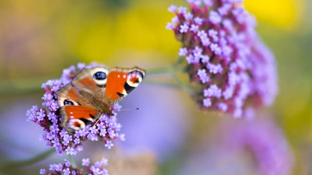 Bunura: La biodiversitad en Grischun