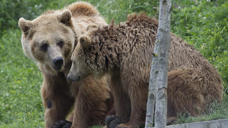 Dus urs en il parc d'urs a Berna.