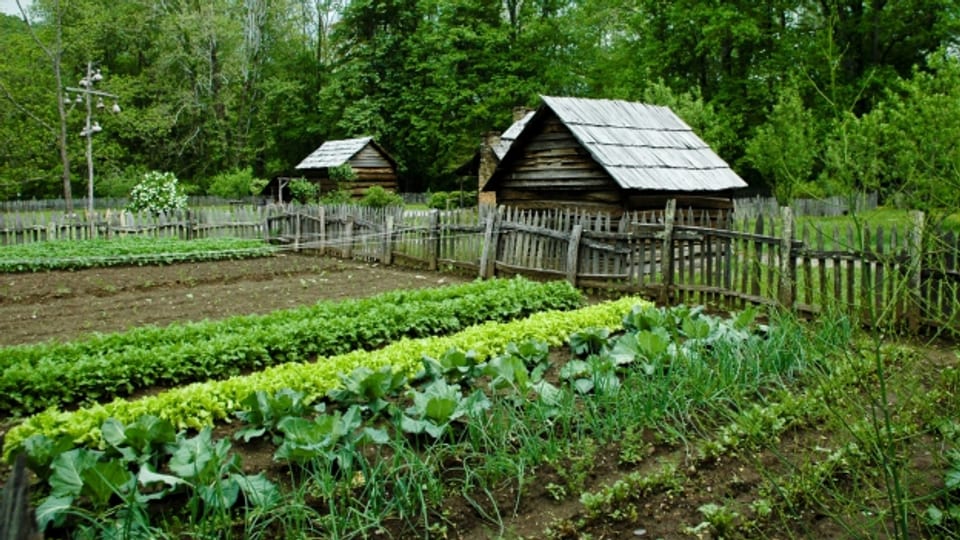 Iert cultivà cun verdura e salata.