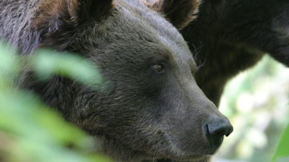 Per l’emprima giada dapi 100 onns han ins puspè vesì in urs en Svizra il 2005.