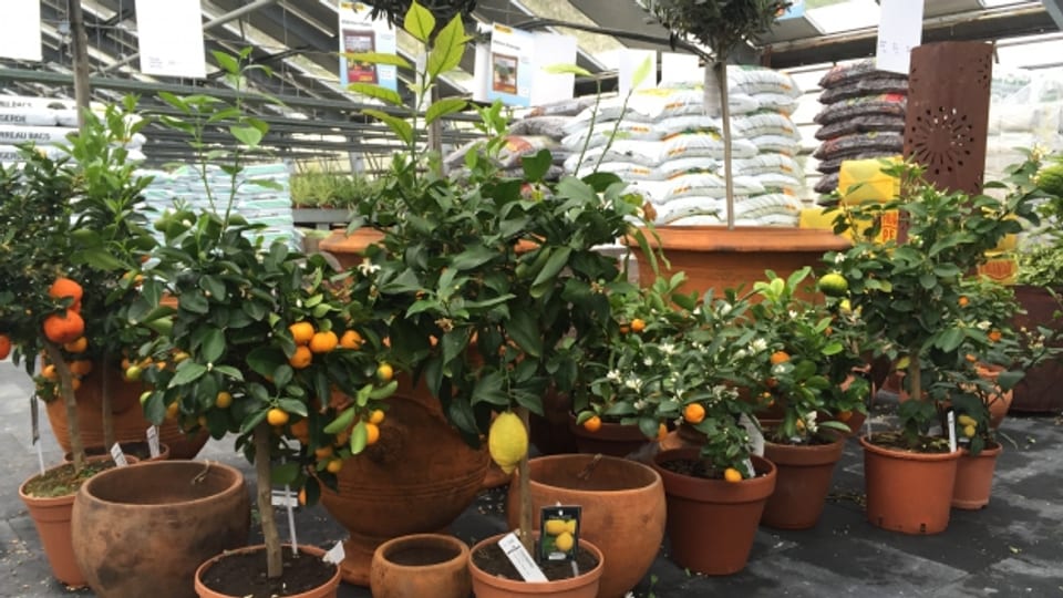 plantas da mandarinas, oranschas e citronas, tar Wieland fluras ed orticultura.
