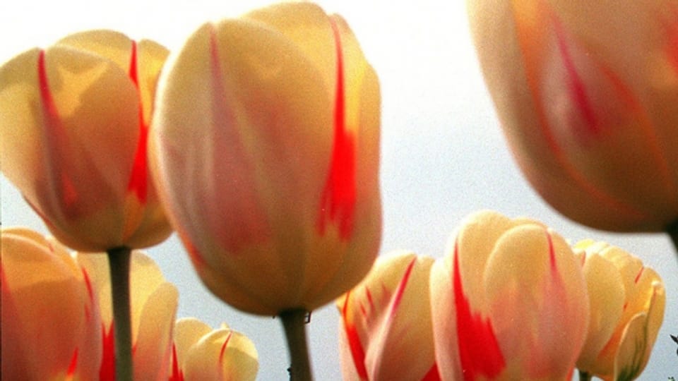 La tulipana cherezzada en Svizra ed en Ollanda