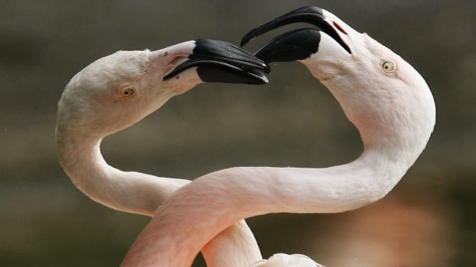 Il flamingo è l'utsché dal fieu e simbol per l'amur.