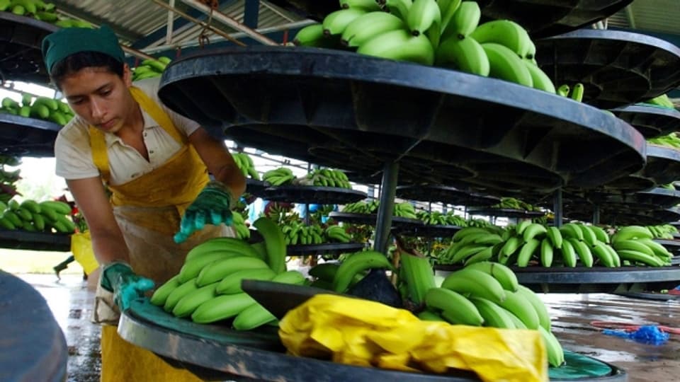 La Costa Rica è il segund grond exportader da bananas dal mund.