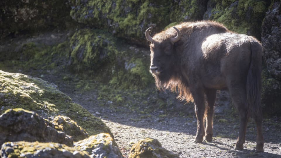 Il bison europeic en Svizra.