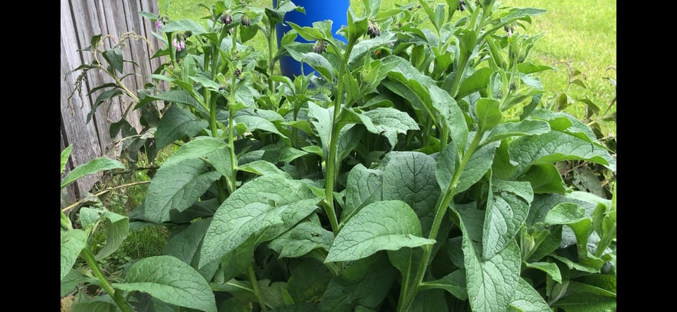 La planta da sanartugl avant la raccolta.