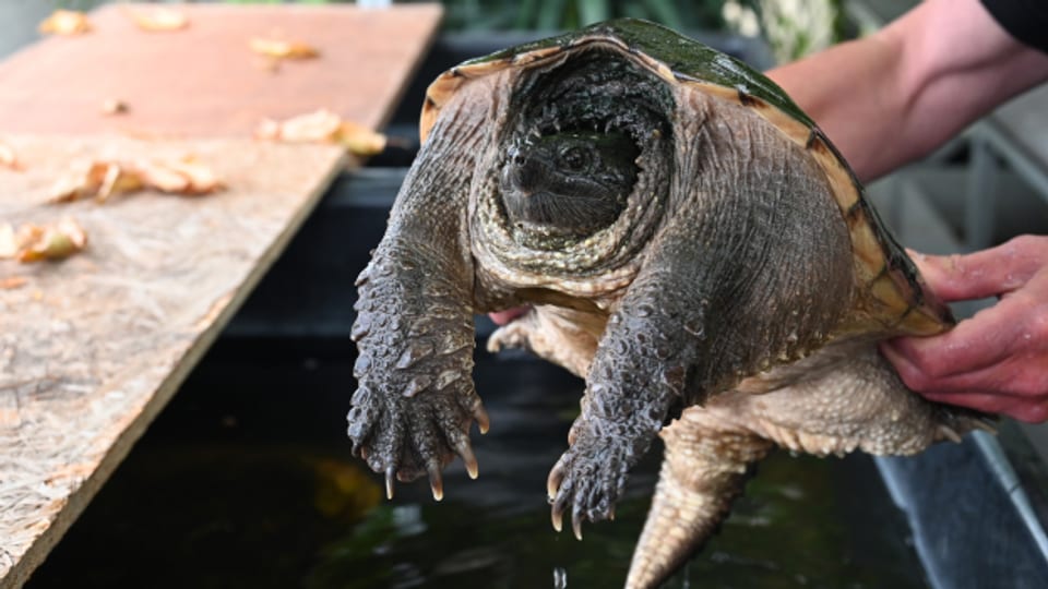 Ina da las tartarugas exoticas bandunadas en il chantun Vad