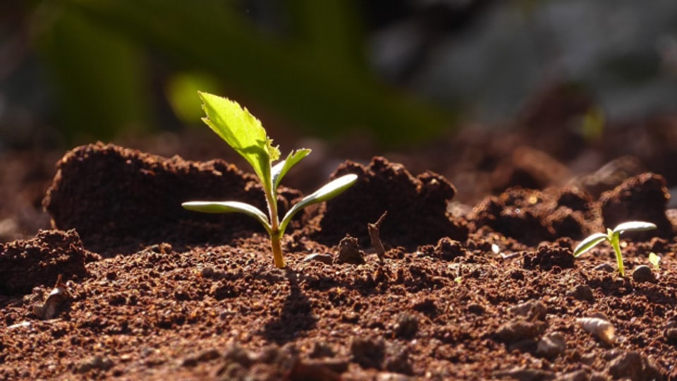 Ils quatter elements en chant – oz l'element terra.