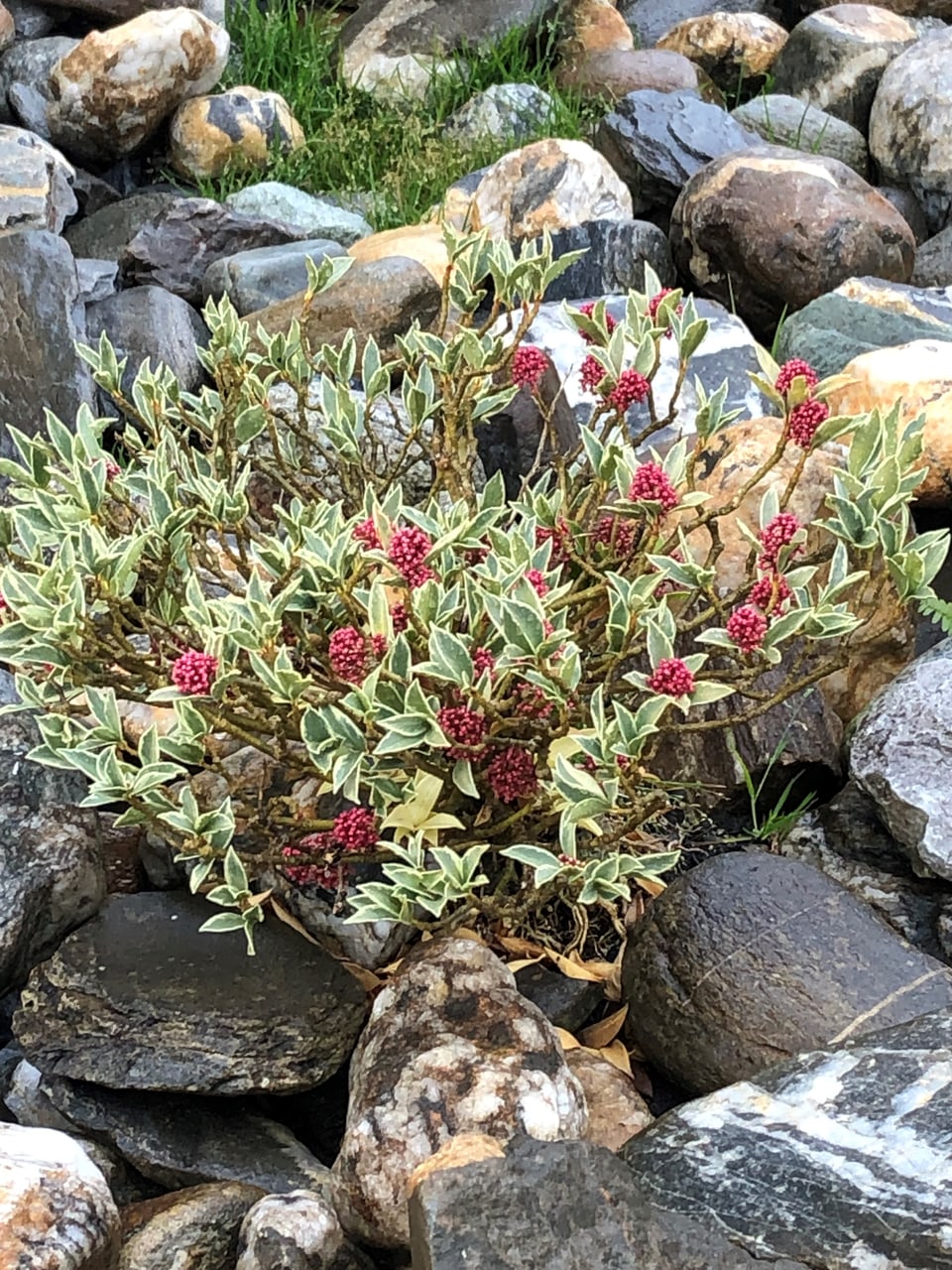 Steine und Blumen Via Schlifras