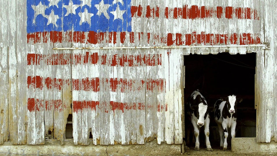 2 vatgas en ina stalla americana.