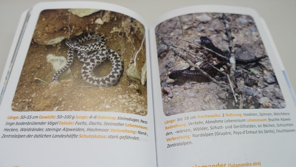 Blers animals ch'èn da vesair cun cletg sin la senda da viandar, èn descrits en il nov guid.