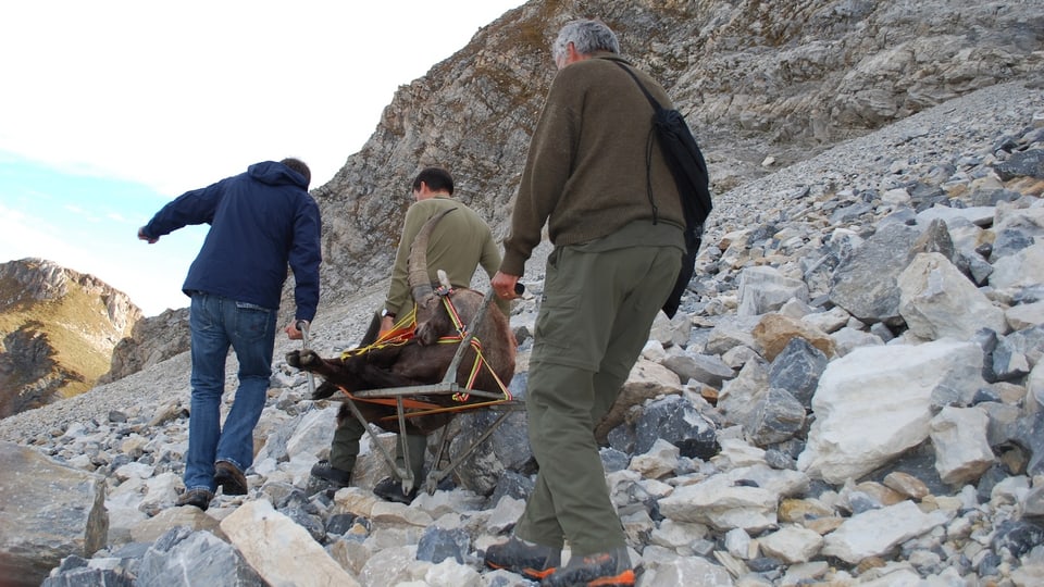 Ils chatschaders transporteschan la preda sin il char inventà da Geni Ballat.