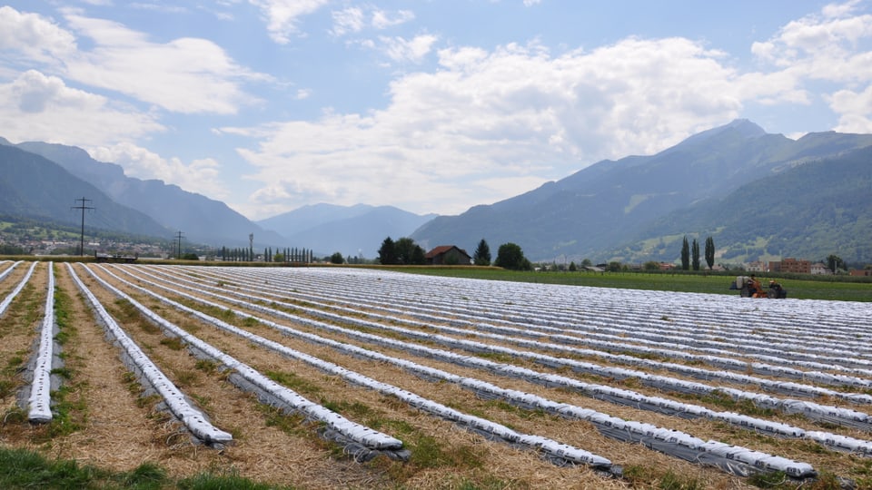 Funs agricul a Landquart.