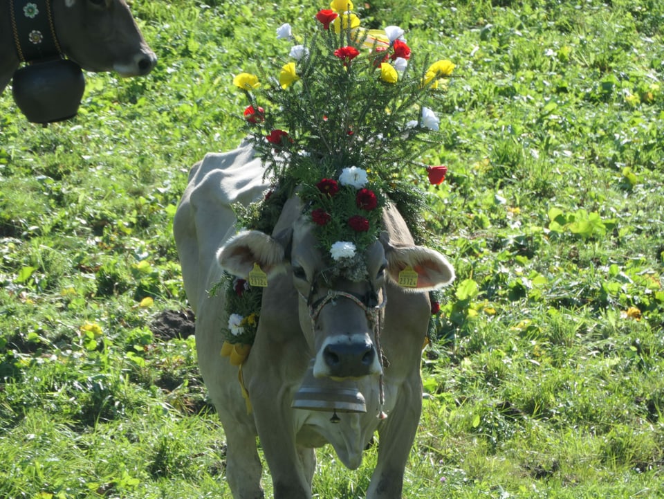 Kuh mit Blumendeko am Alpabzug in Brigels