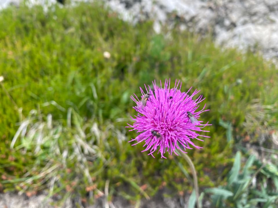 Eine Blume
