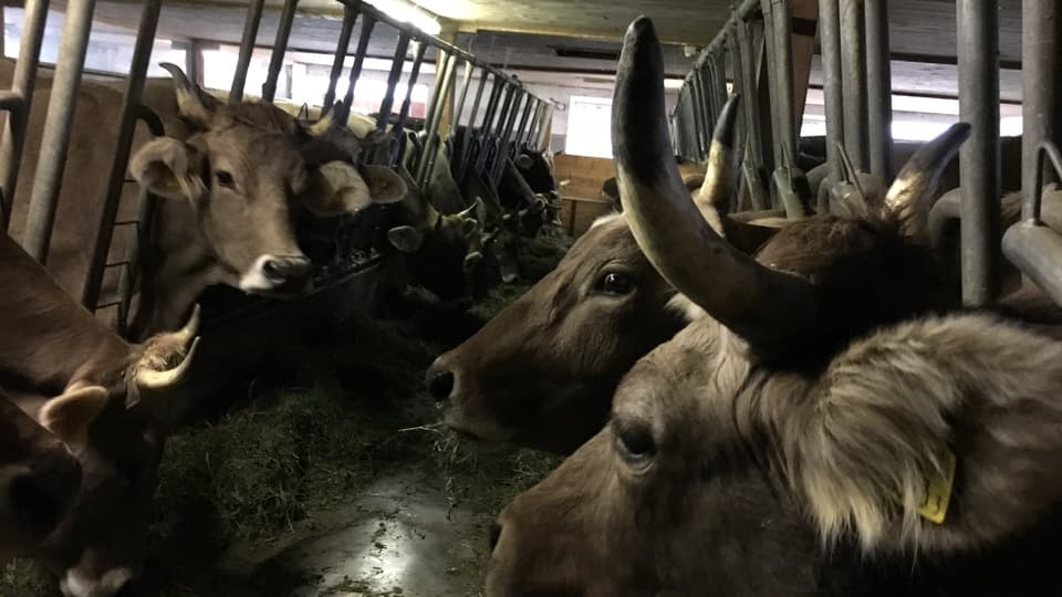 Sulet durant magliar èn las vatgas rentadas.