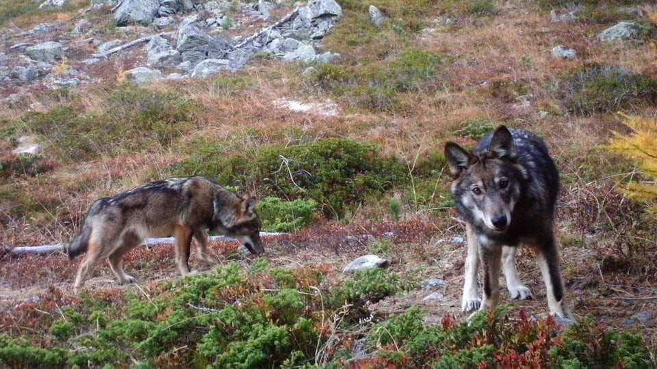 dus luvs en ina cuntrada alpina
