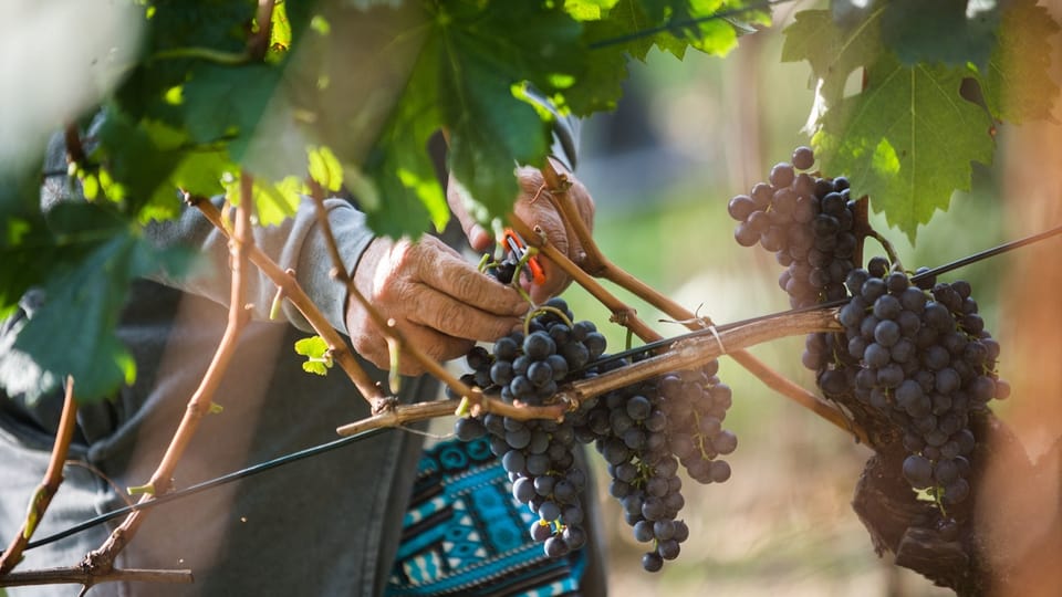 Weinlese in Graubünden