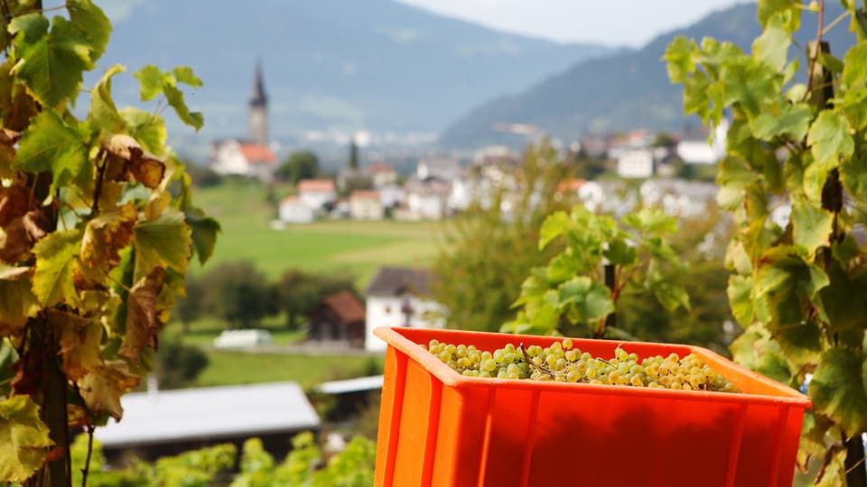 Weinernte in Sagogn in Graubünden
