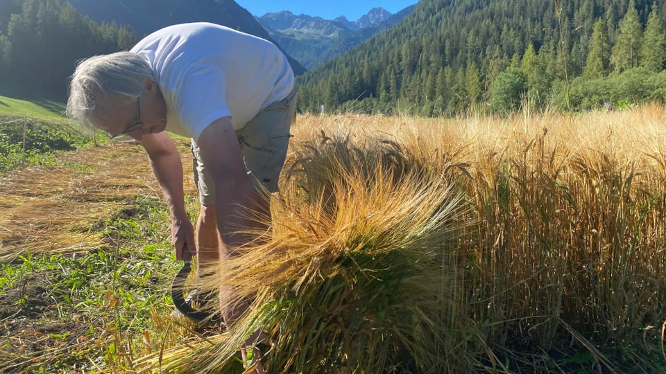 Il biolog da la val Alvra Peer Schilperoord durant la raccolta.