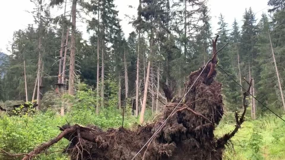 Ragisch d'ina plaunta che stat en l'aria.