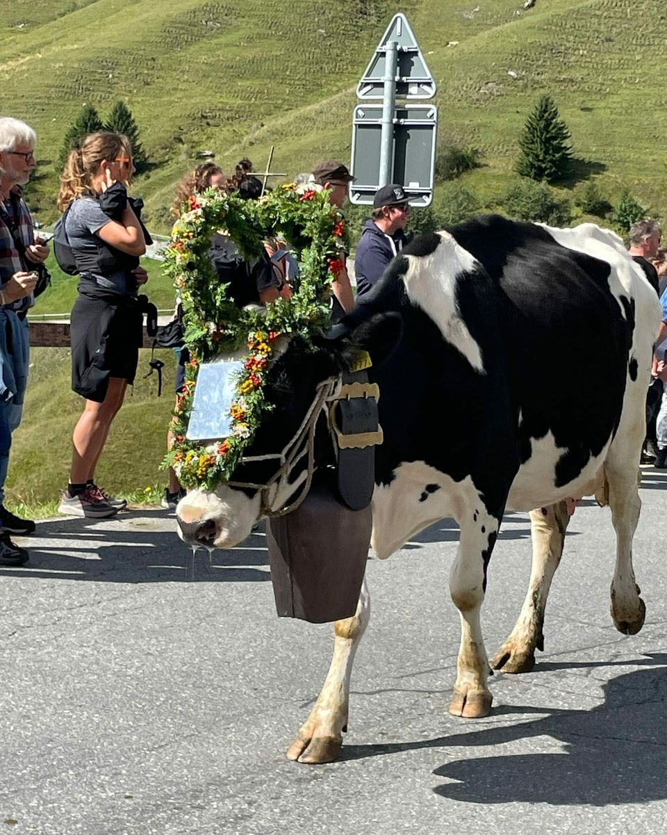 Kuh mit Blumendeko auf dem Kopf