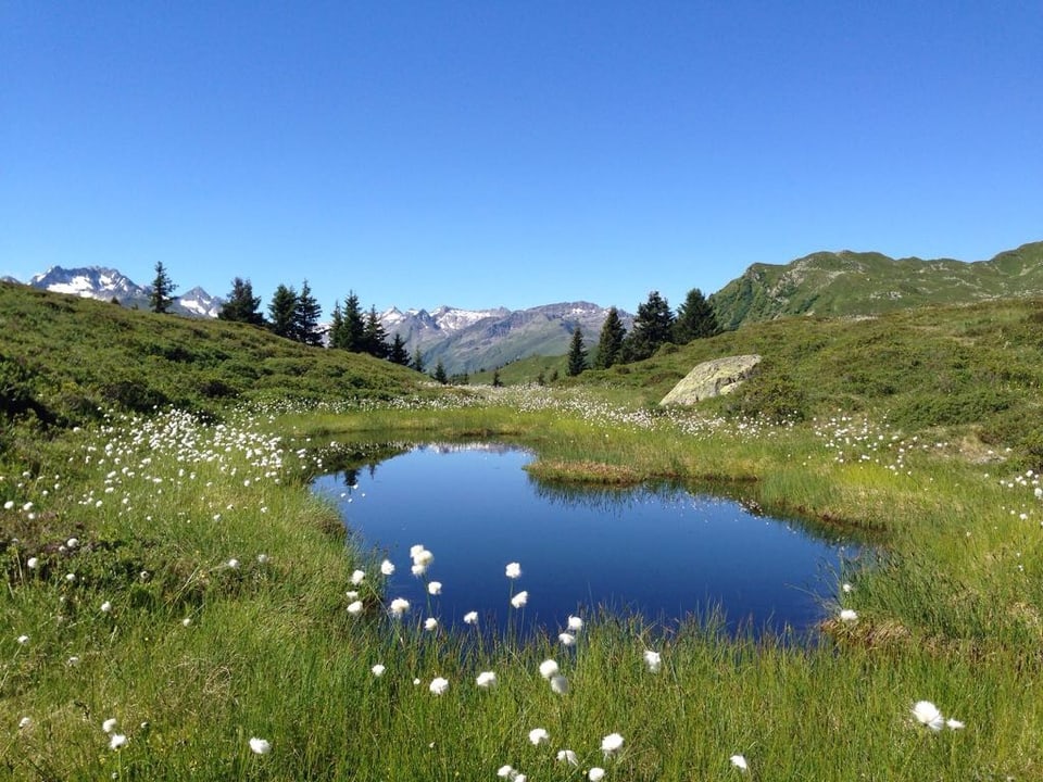 La palì che ha chaschunà grondas discussiuns tranter las pendicularas, il WWF e la Pro natura.