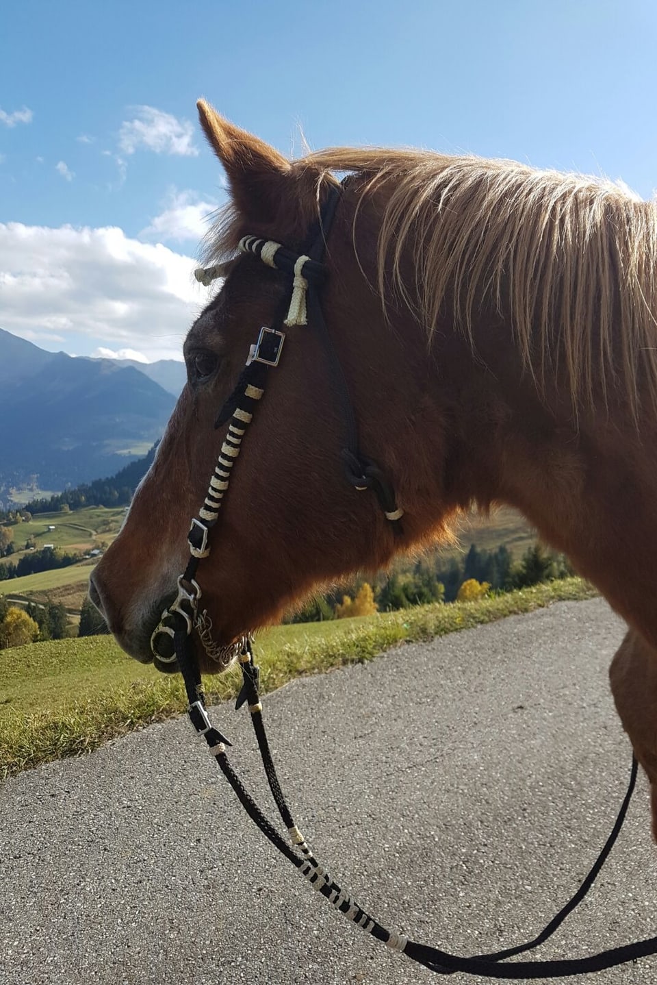 L'animal preferi da Leonie Capeder è il chaval.