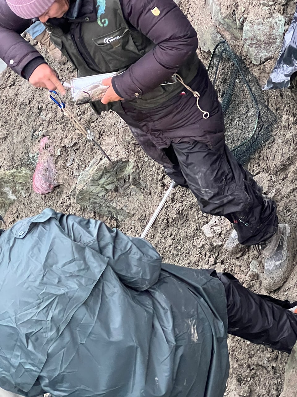 Die ersten Fische sind schon draussen und werden vermessen.
