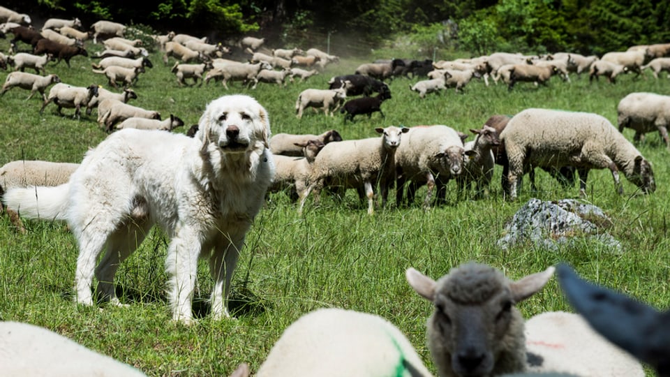 Ina muntanera da nursas cun in chaun da protecziun
