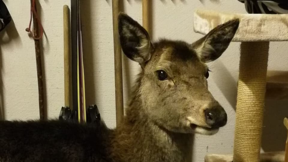 Ina vatga da tschierv en ina garascha