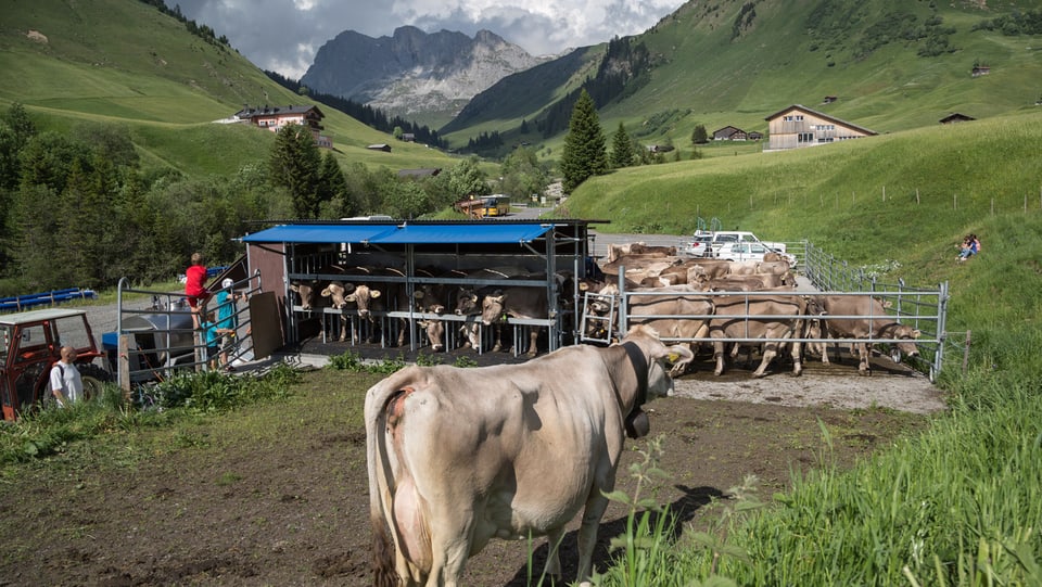 Ina da las alps sur St. Antönien cun vatgas.