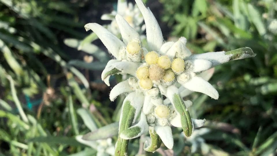 La stailalva, flur simbolica per la Svizra. Edelweiss