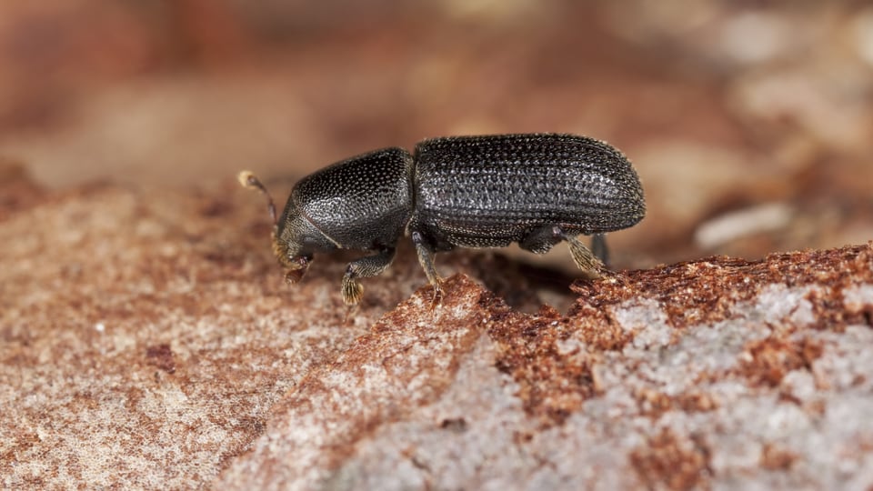 Il bau-scorsa charezza pigns ch'èn flaivels entras mal'aura u sitgira. 