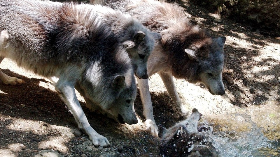 Ina rotscha da lufs en il zoo da Basilea.