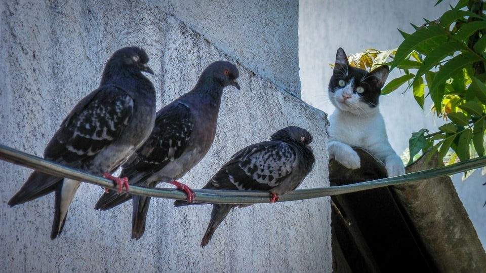 Die Stunde der Gartenvögel Vögel Birdwatching Vogelbeobachtung Vogel Ornithologie