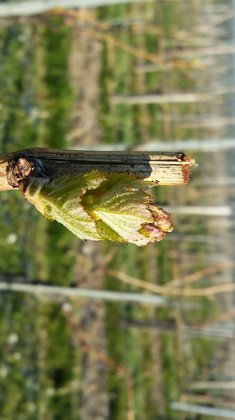 In fegl d'ina vit en la vigna da Thomas Marugg a Fläsch. 