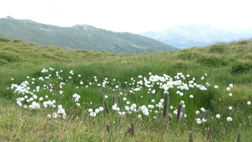 Ina da diversas palìs sin il territori da l’alp da Siat.