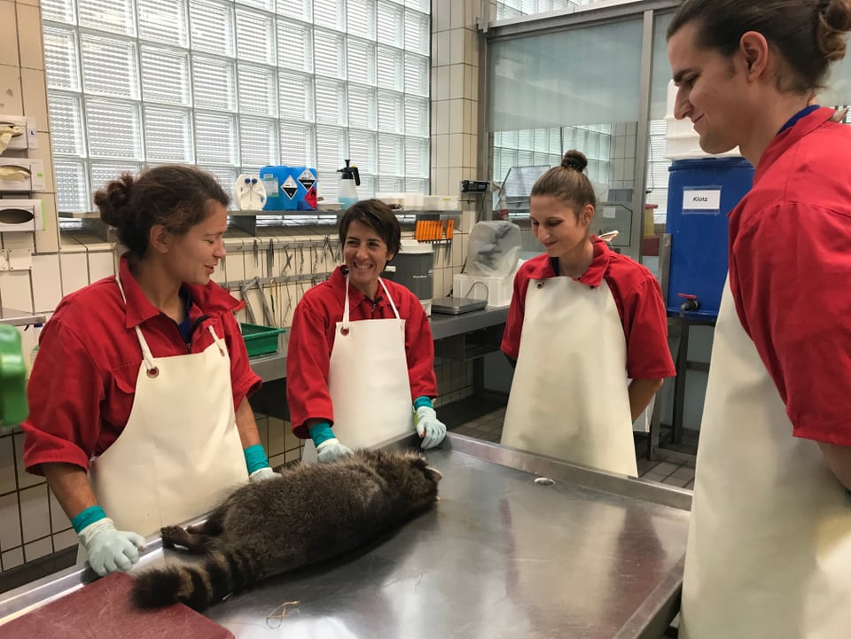 Ensemen cun dus students cumenza Michelle Imlau a controllar l'animal.