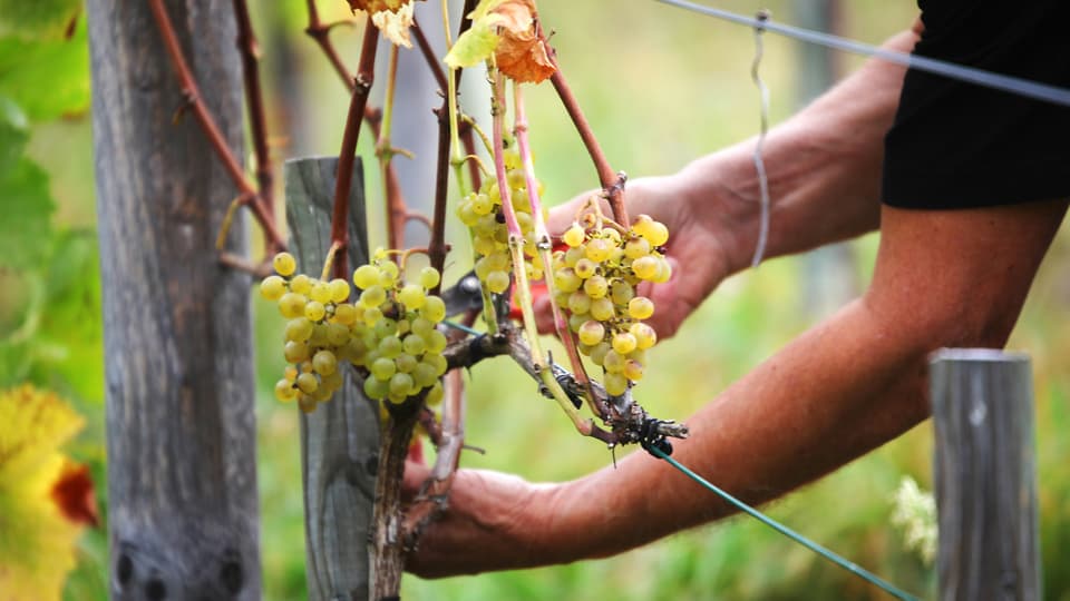 Weinernte in Sagogn in Graubünden