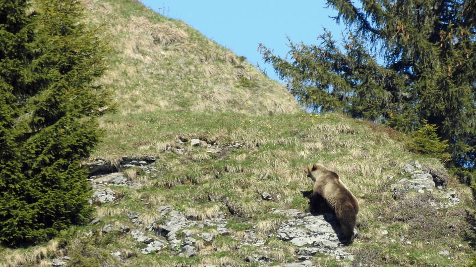 Maletg simbolic: L'urs obersvà ad Eriz en il chantun da Berna.