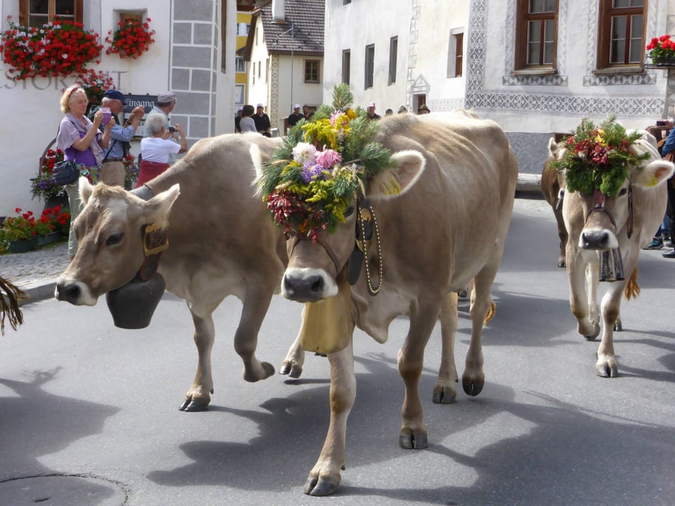 Kühen am Alpabzug in Müstair