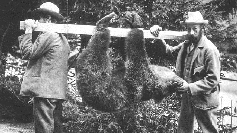 Ultim urs ch'è vegnì sajettà en Svizra en il territori dal Piz Pisoc dals chatschaders Sarott Bischoff e Padruot Fried.