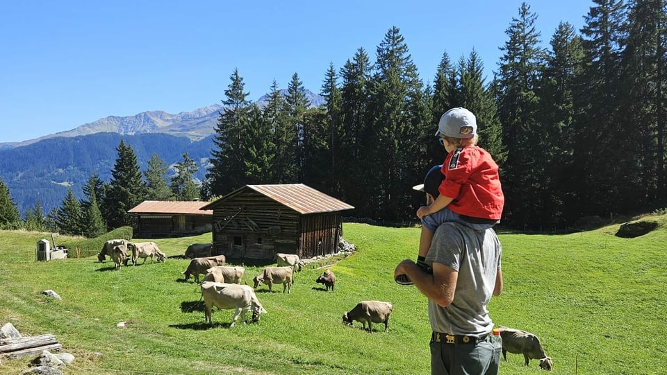 Vater und Sohn bestaunen die Kühe 