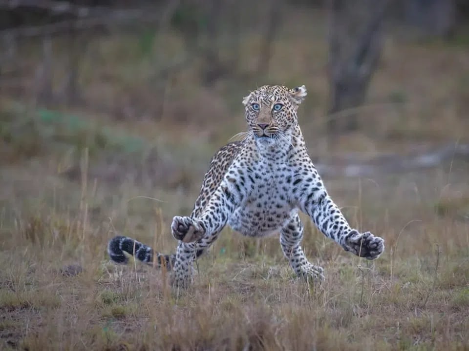Leopard