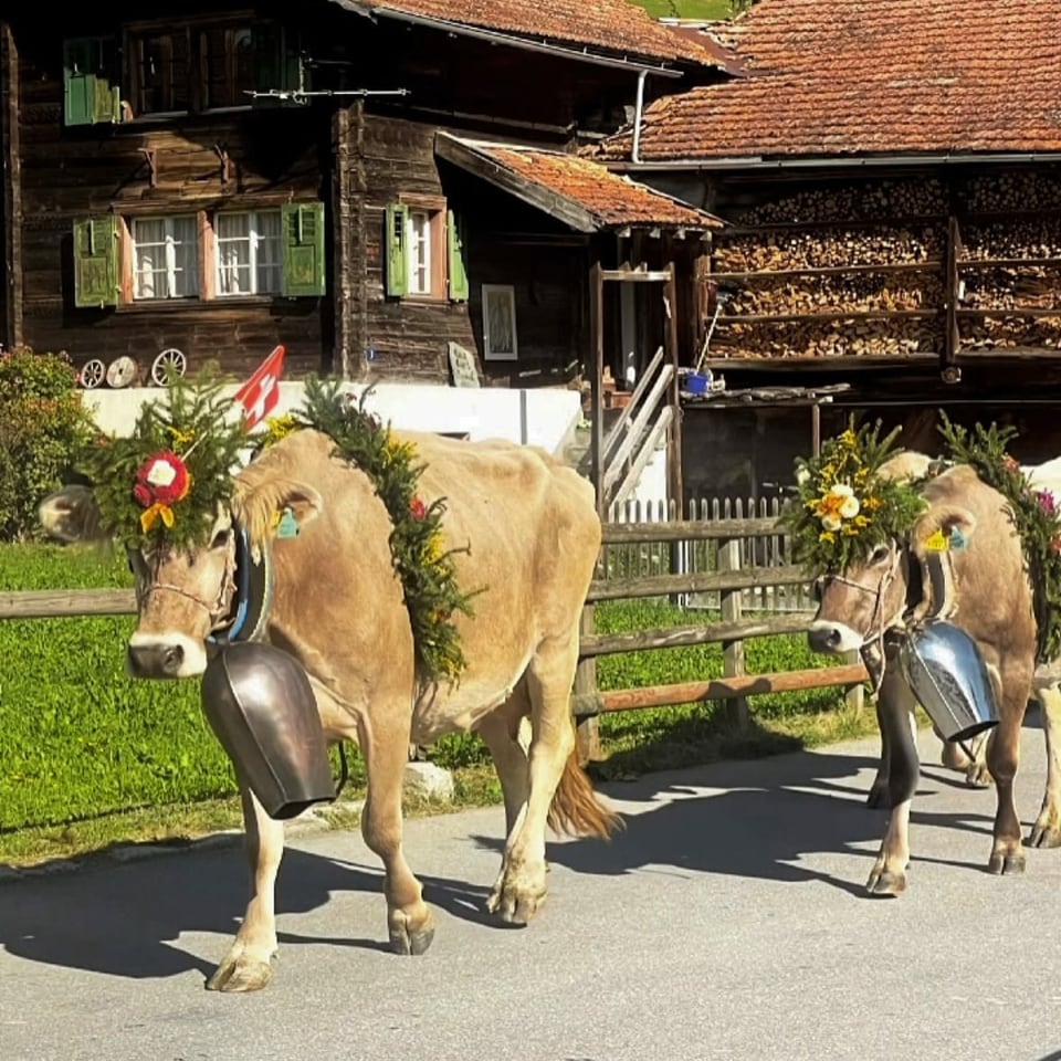Kühe laufen durchs Dorf mit Blumenschmuck und Glocke